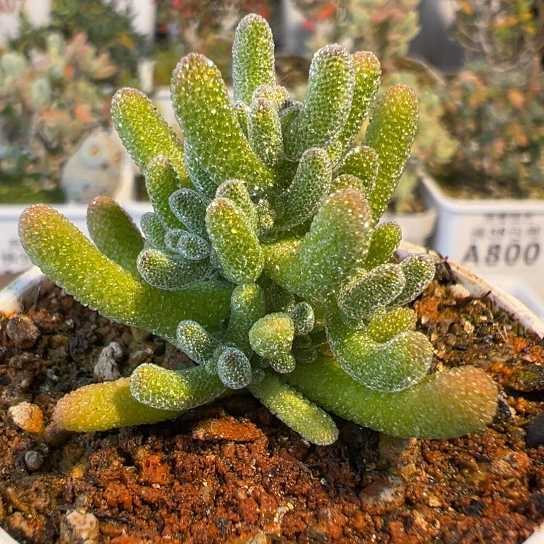 3-065枝干番杏多肉奶油冰五圆盆一物一拍