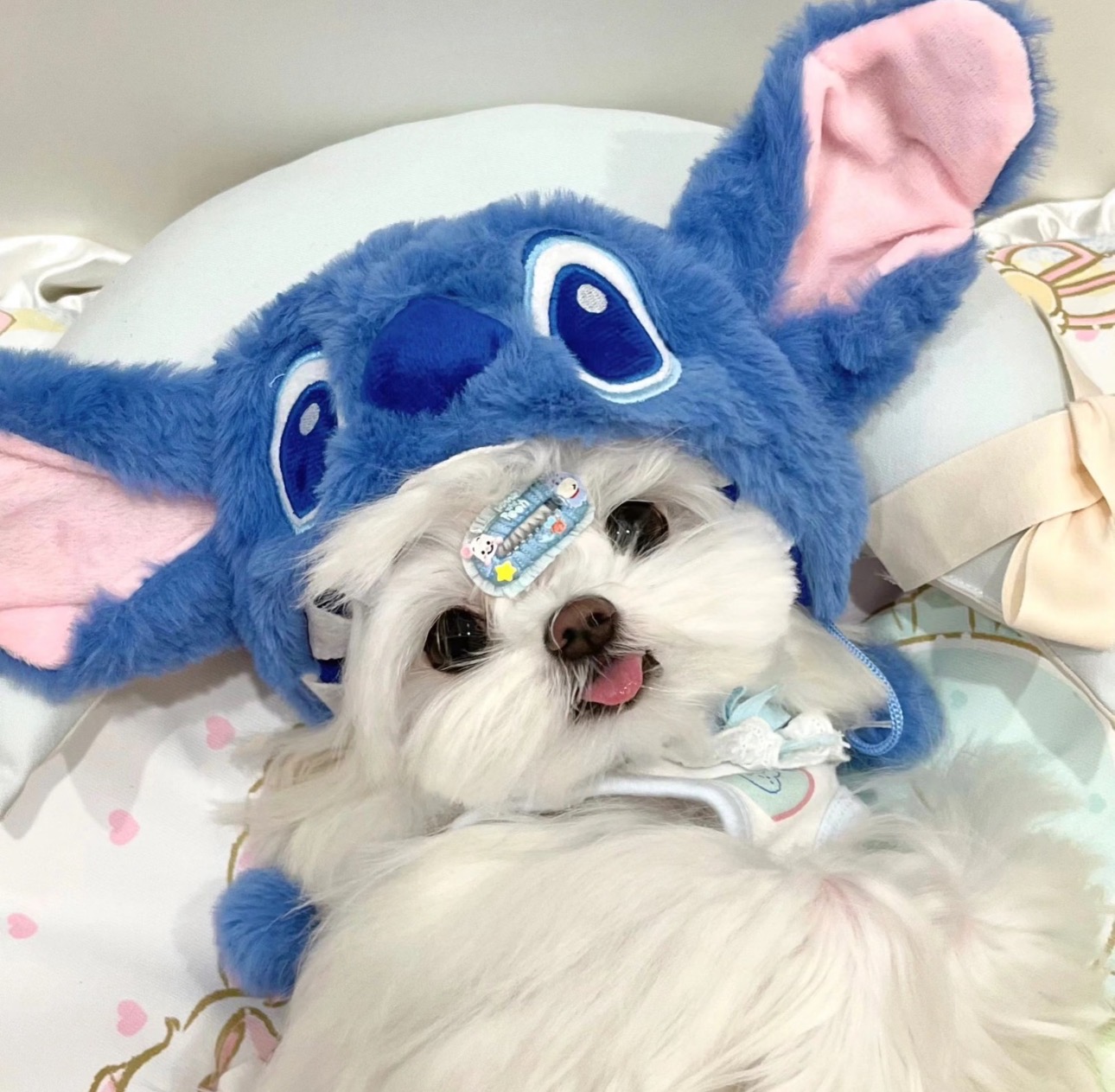 主播代拆宠物用品