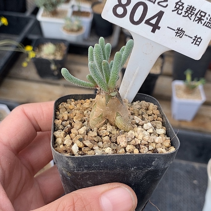 804淡清霜带盆一一一一