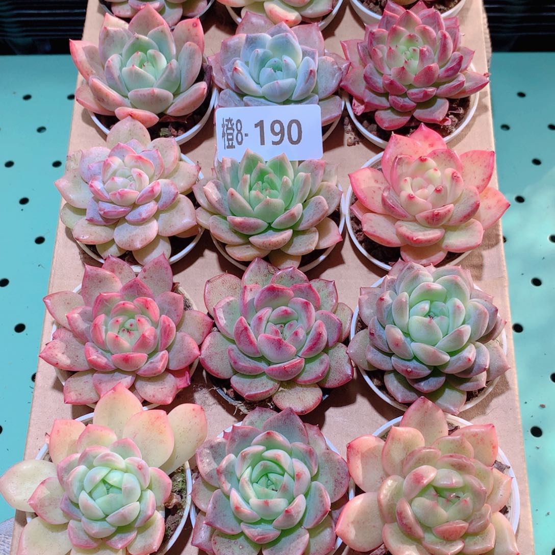 8-190一物一拍多肉带盆18颗