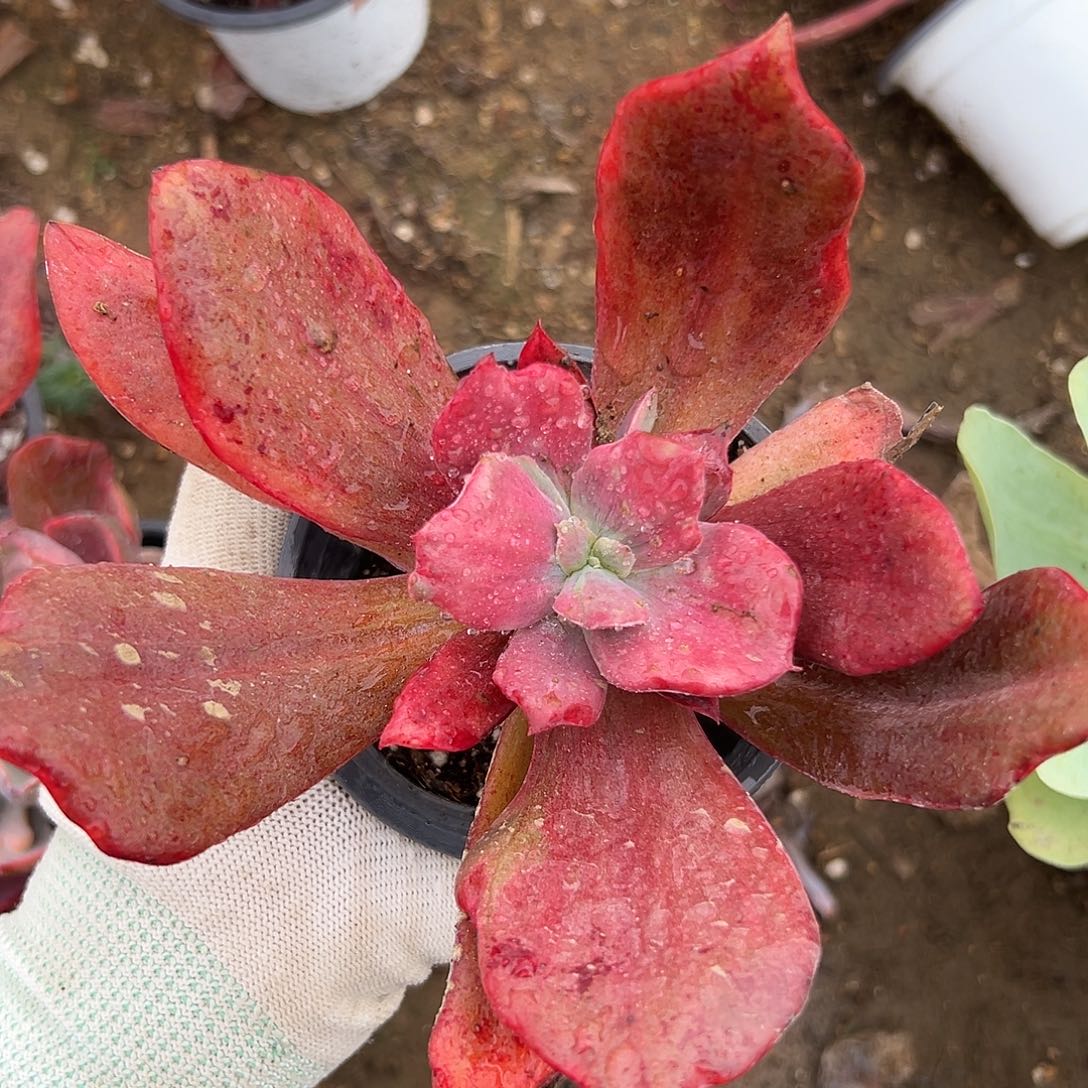 黑坨呃呃呃呃呃呃呃