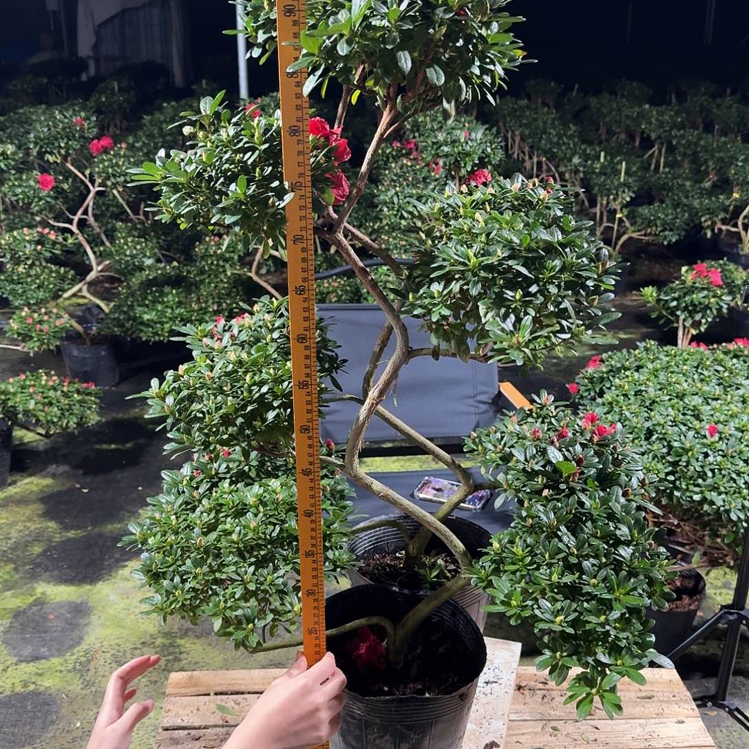 小***乖完全开放游龙造型杜鹃花一物一拍 高度在 公分