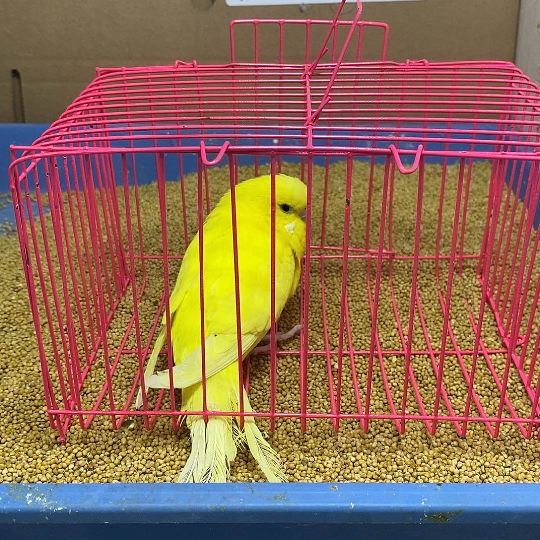 虎皮鹦鹉大头一只