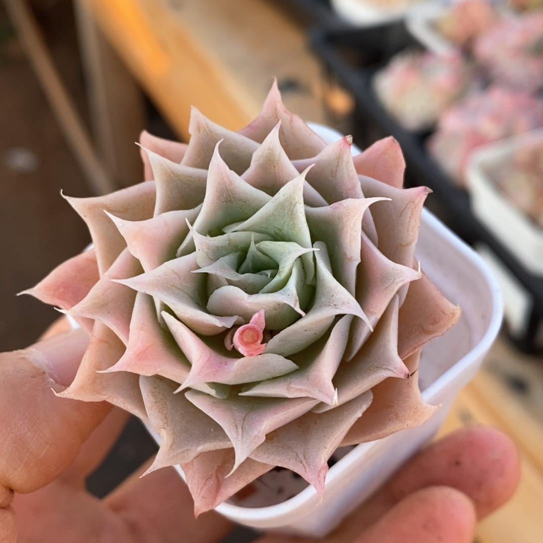 精品多肉一物一柏不包整186