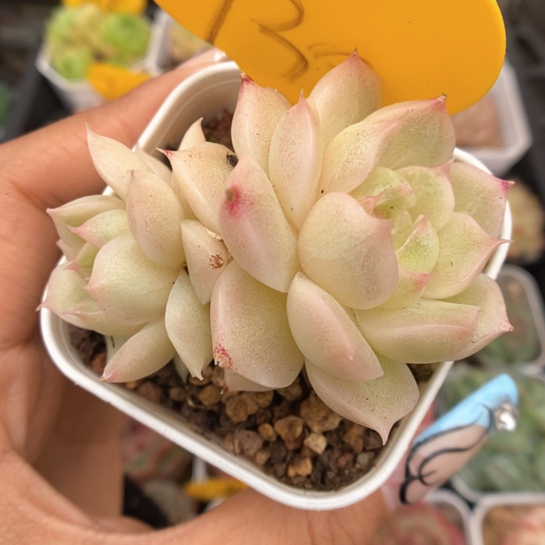 油透麦秆可拍730号