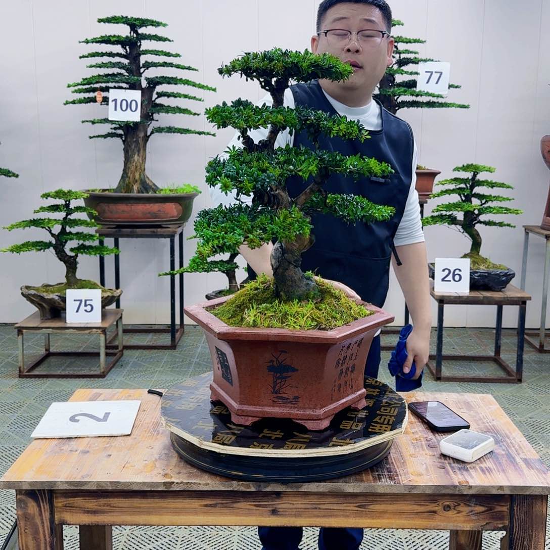 红芽罗汉松造型盆景