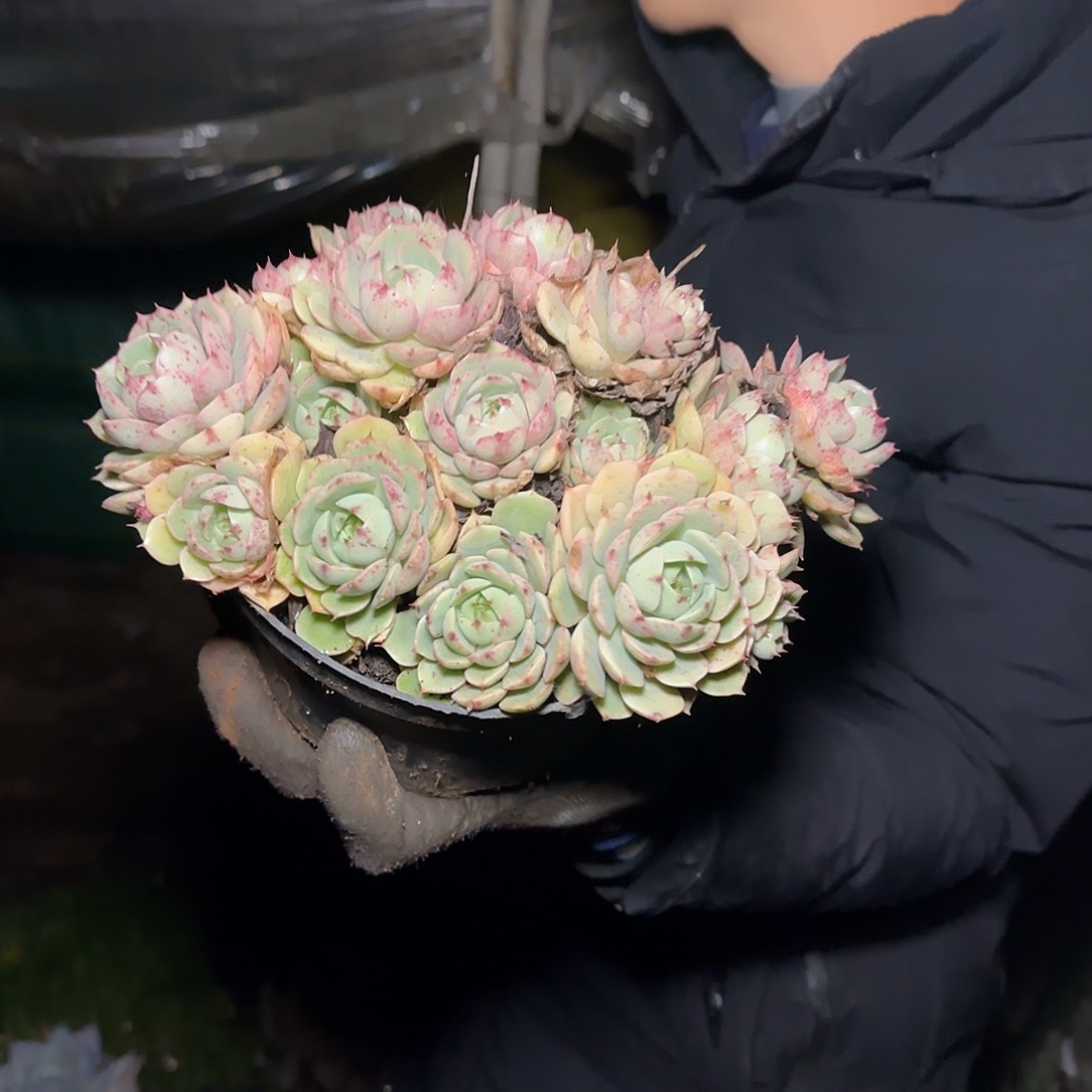 盆栽笨巴蒂斯多肉