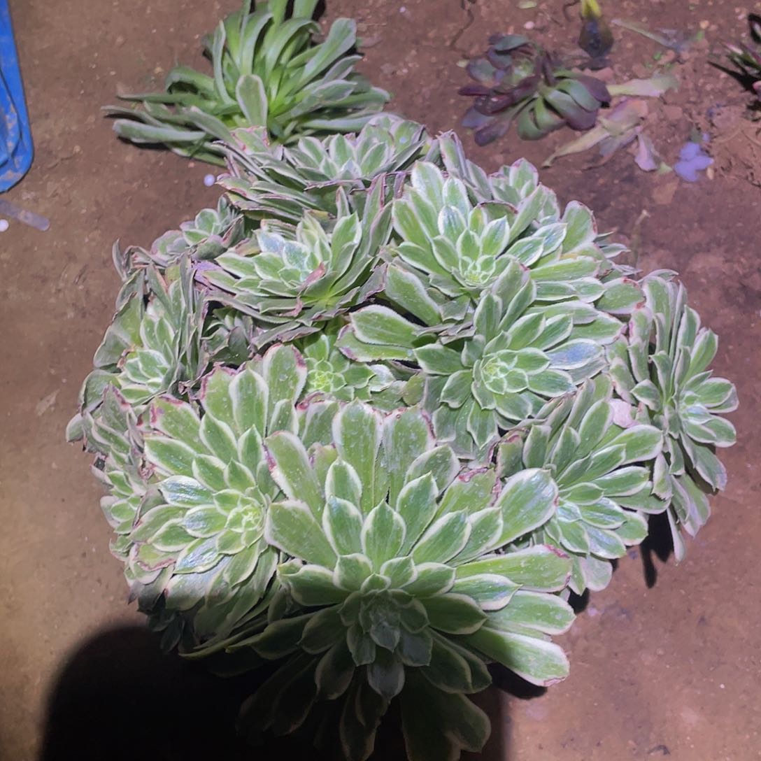 碧浪球多肉植物多肉植物