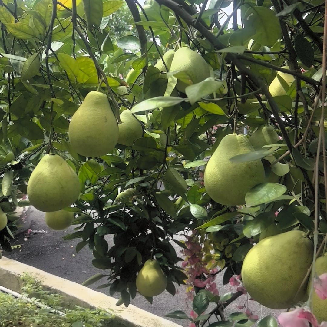 正宗金兰柚安福蚕子，江西新鲜水果白心多汁，20年老树，一口爆汁。