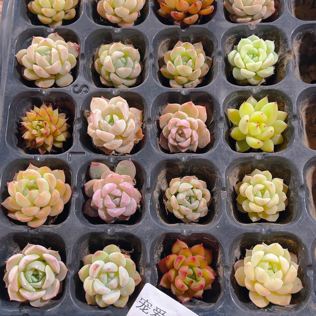 直播福利一物一拍232