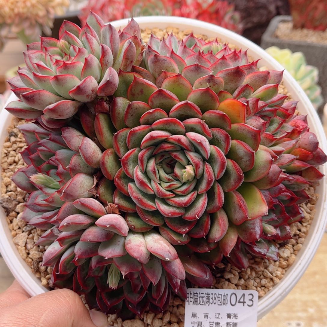 043荷花德华多肉
