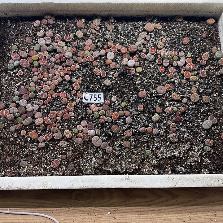 C755生石花脱土包邮