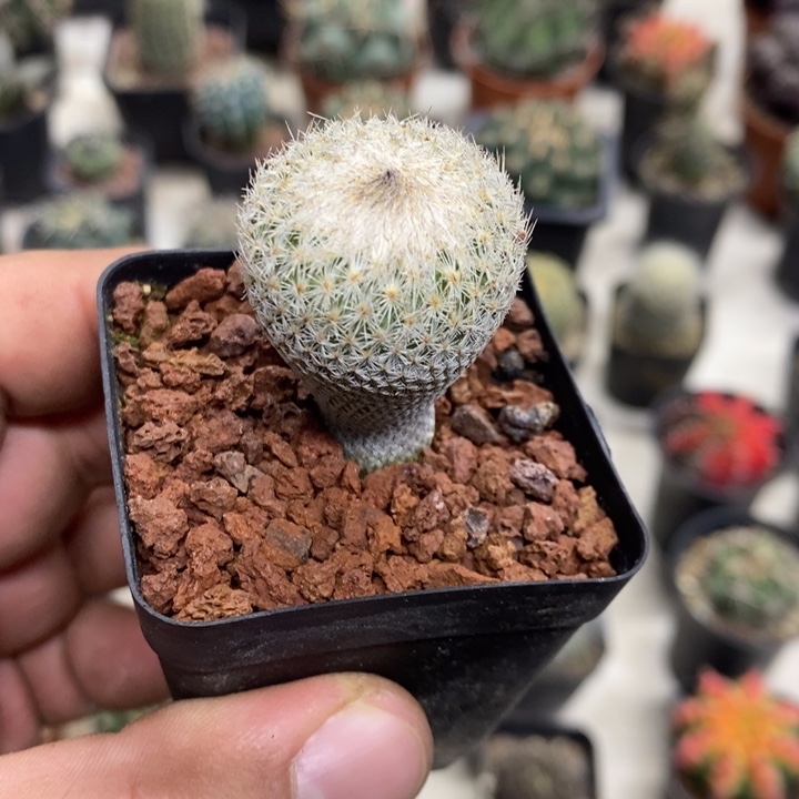 实生月世界特价福利