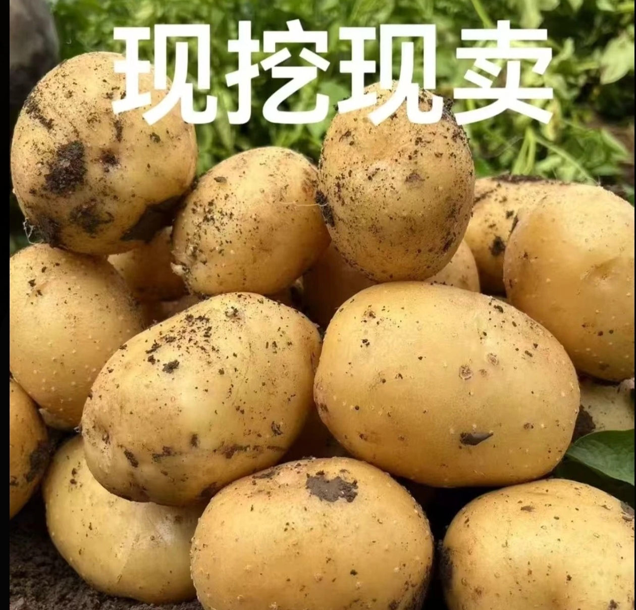 湘西农家自种黄皮黄心土豆