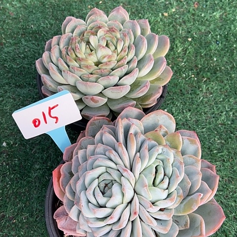 015冰破2个脱土多肉