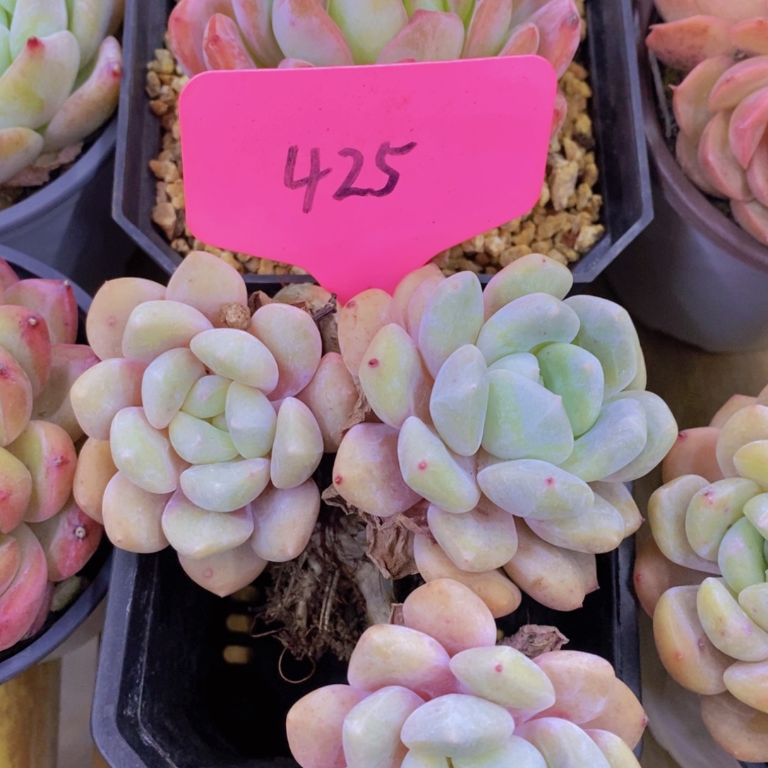 开心多肉，积木gay不做对比