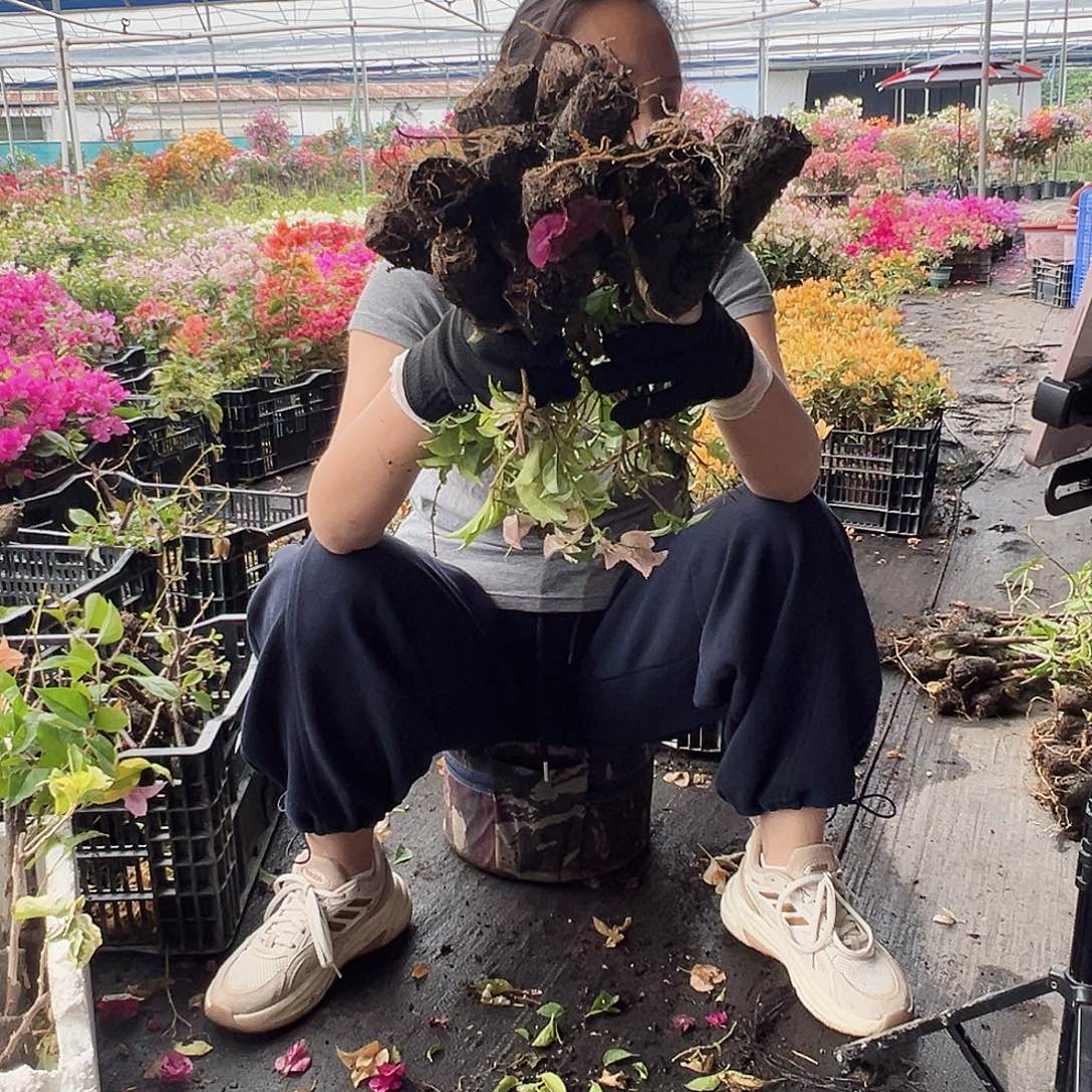 大部分花苞少量开放蛋糕苗10元20棵