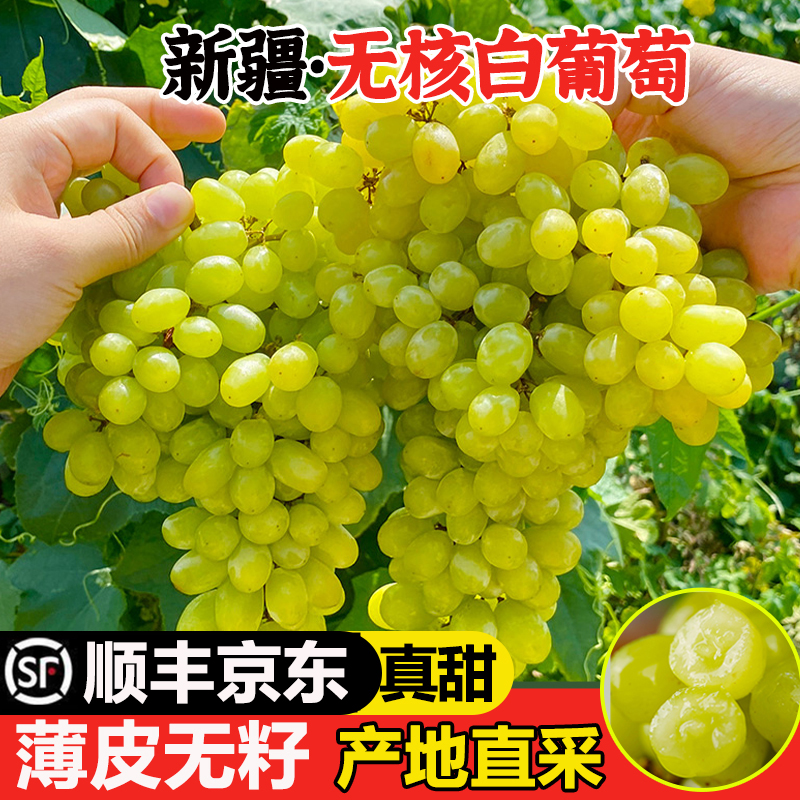 8-2现货【顺丰京东明日达】TY吐鲁番核心产区无核白葡萄新鲜现摘应季无籽水果半斤-5斤装新疆维吾尔自治区