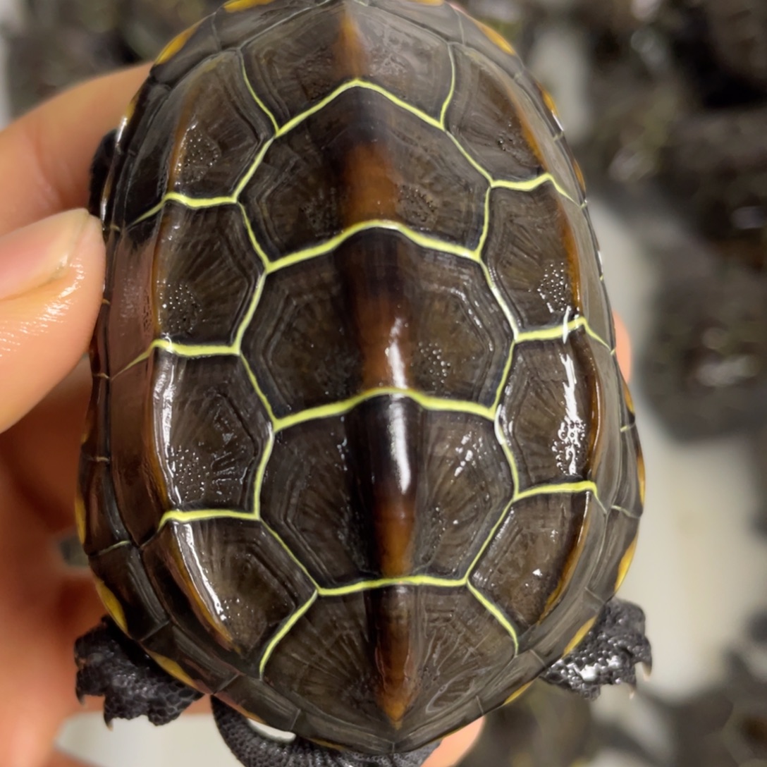 苏北金线冷水草龟