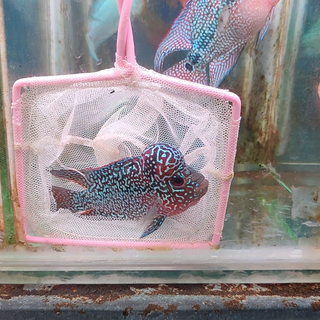罗汉鱼魚2222222222