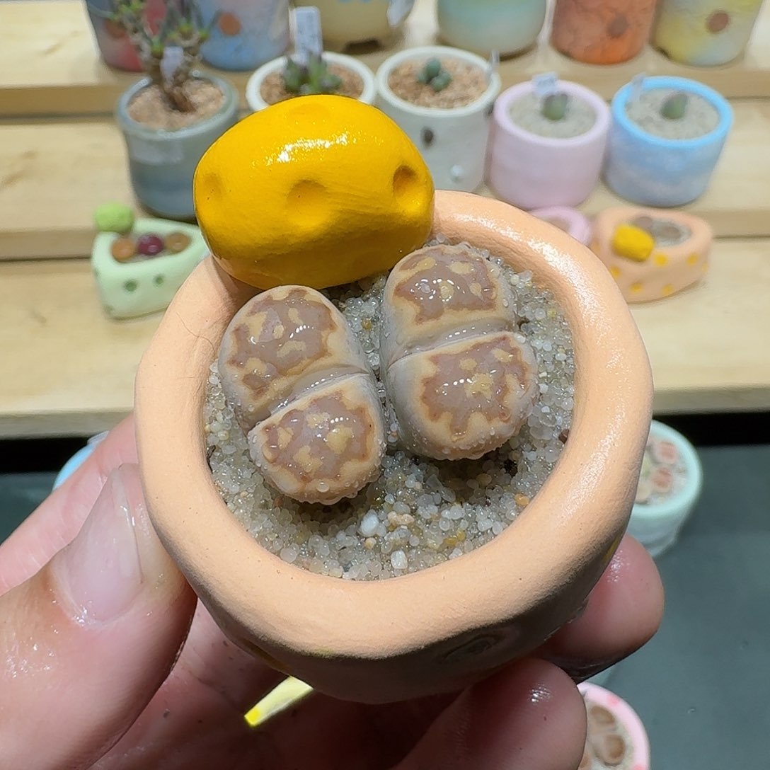 红陶蘑菇822寿丽