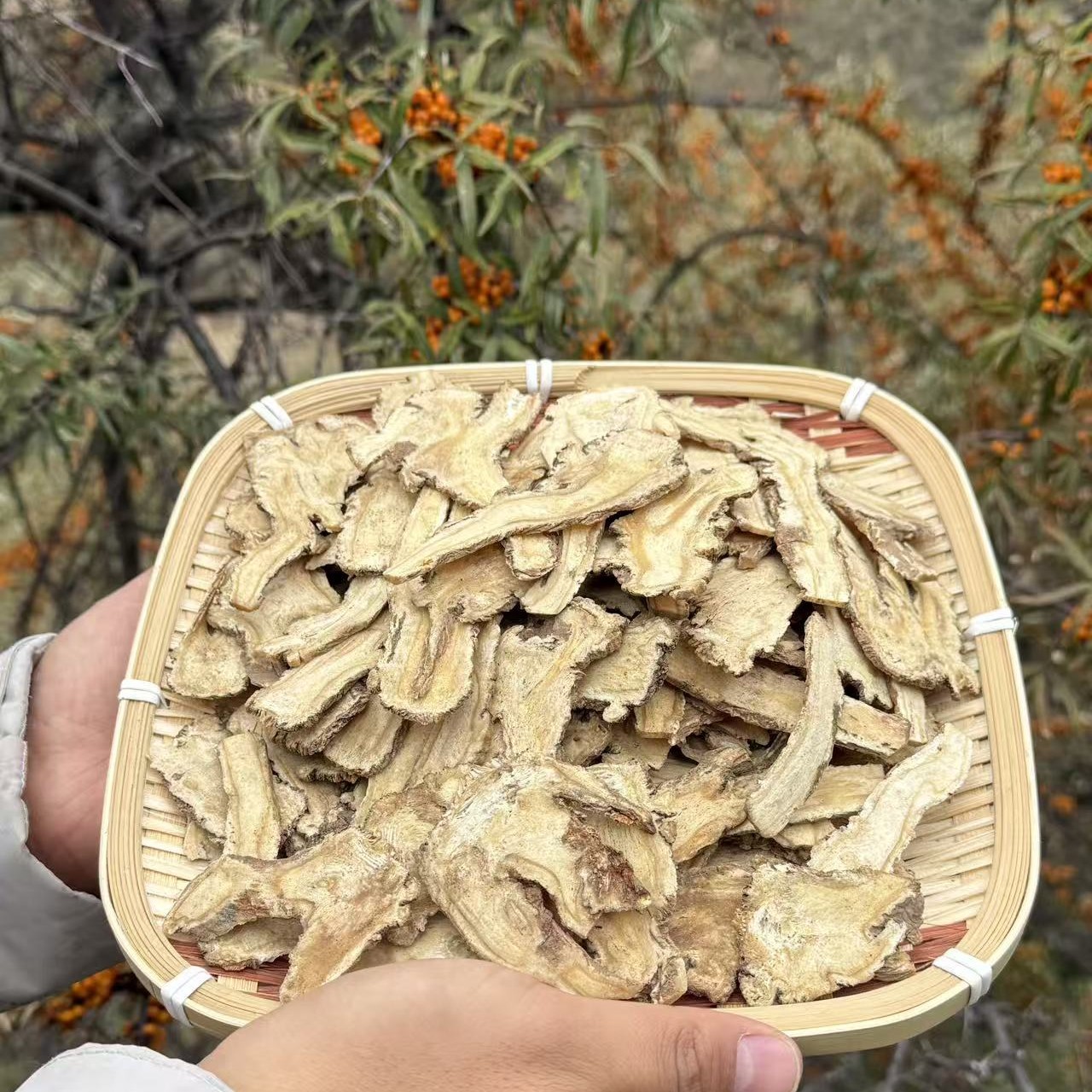 甘肃岷县原产地精选无熏硫当归头切片当归产地直销正宗岷县当归