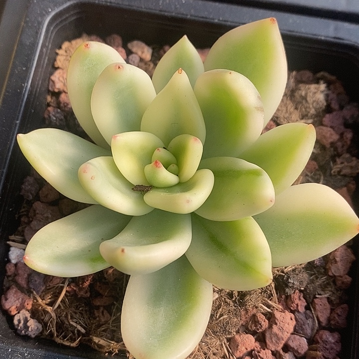 祝之松东云锦多肉植物