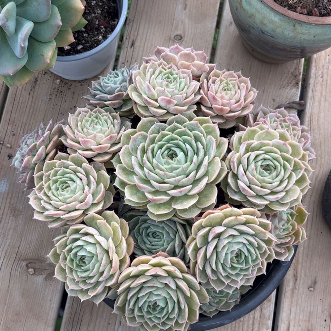 新疆西藏内蒙不发货，朵朵昂斯诺