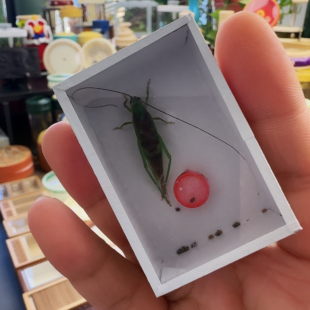 神***抖霍氏中须一只6666666