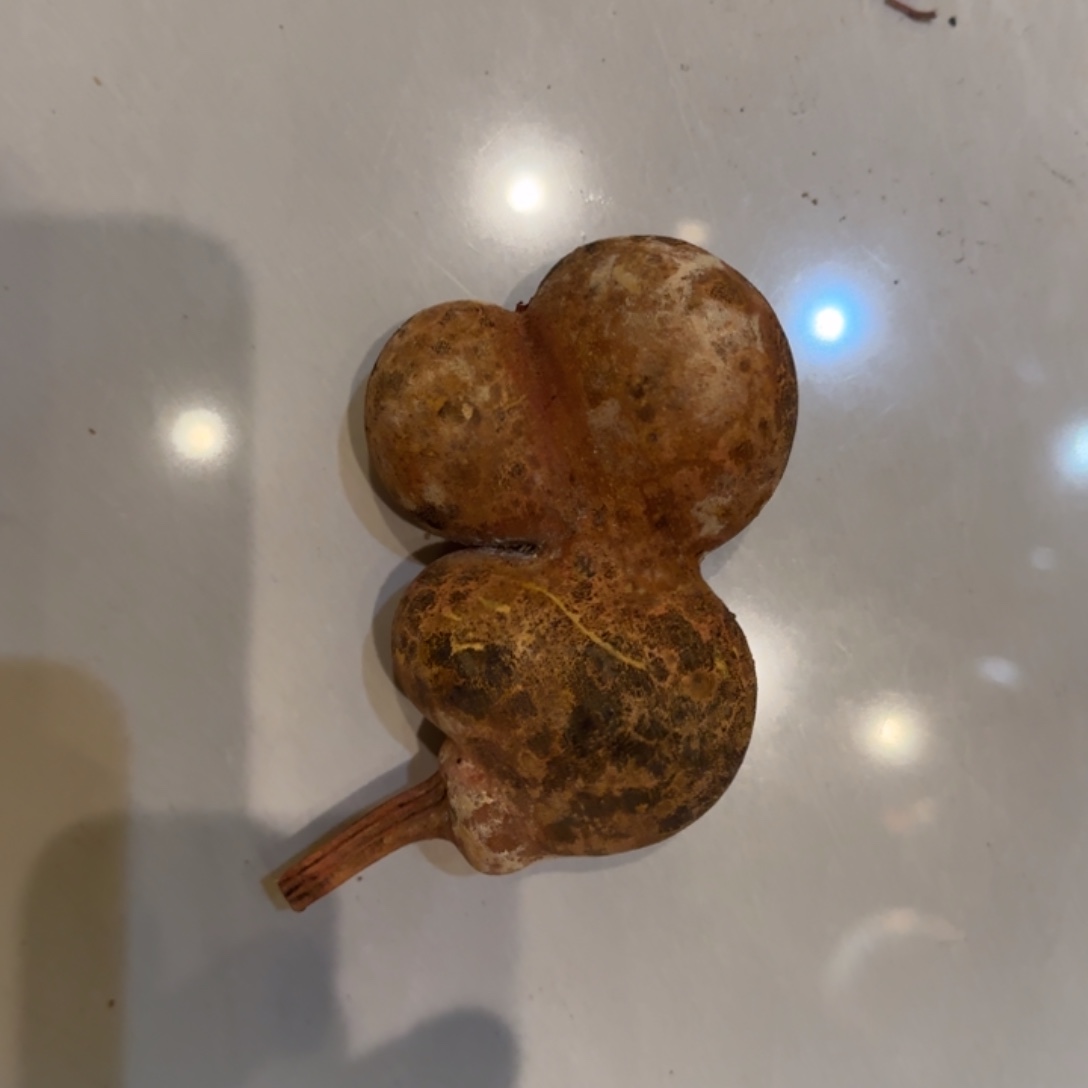 悟***6哈哈哈哈哈哈哈哈葫芦