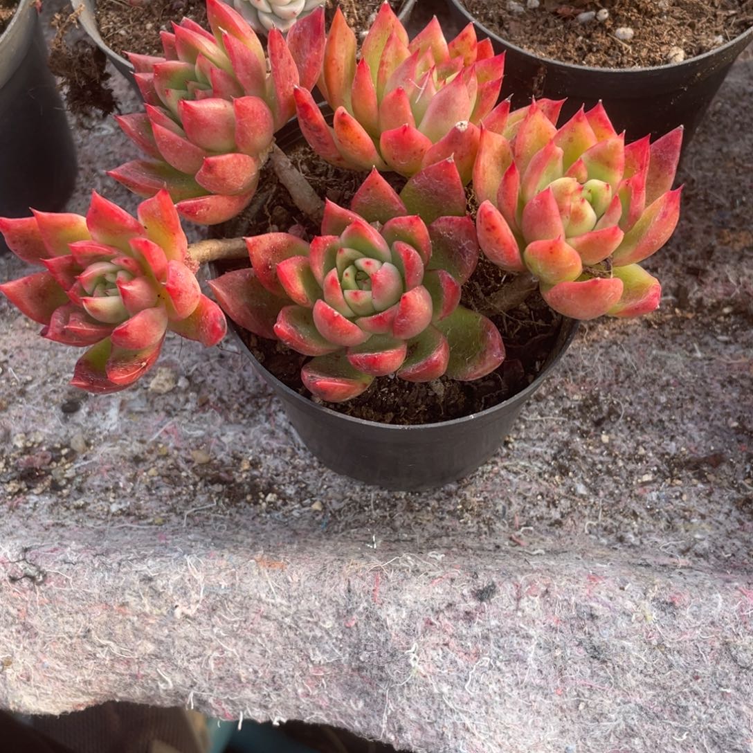 0703 红相府  六月六
