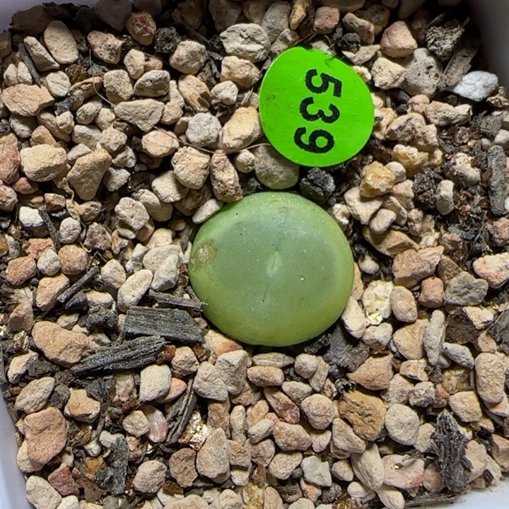 拉登1.3+瑕疵多肉植物539