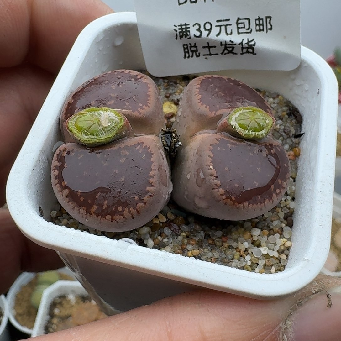 841多肉哈哈哈火锅哈哈
