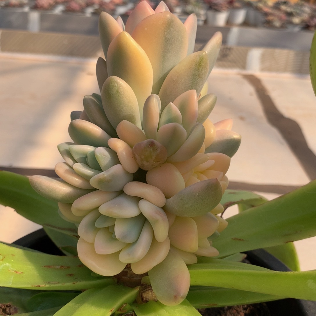 彩色奥普锦捧花锦上园艺一物一拍