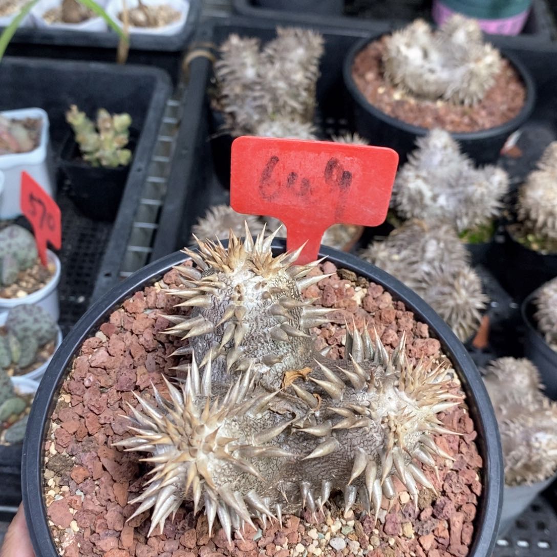 惠比大黑多肉植物