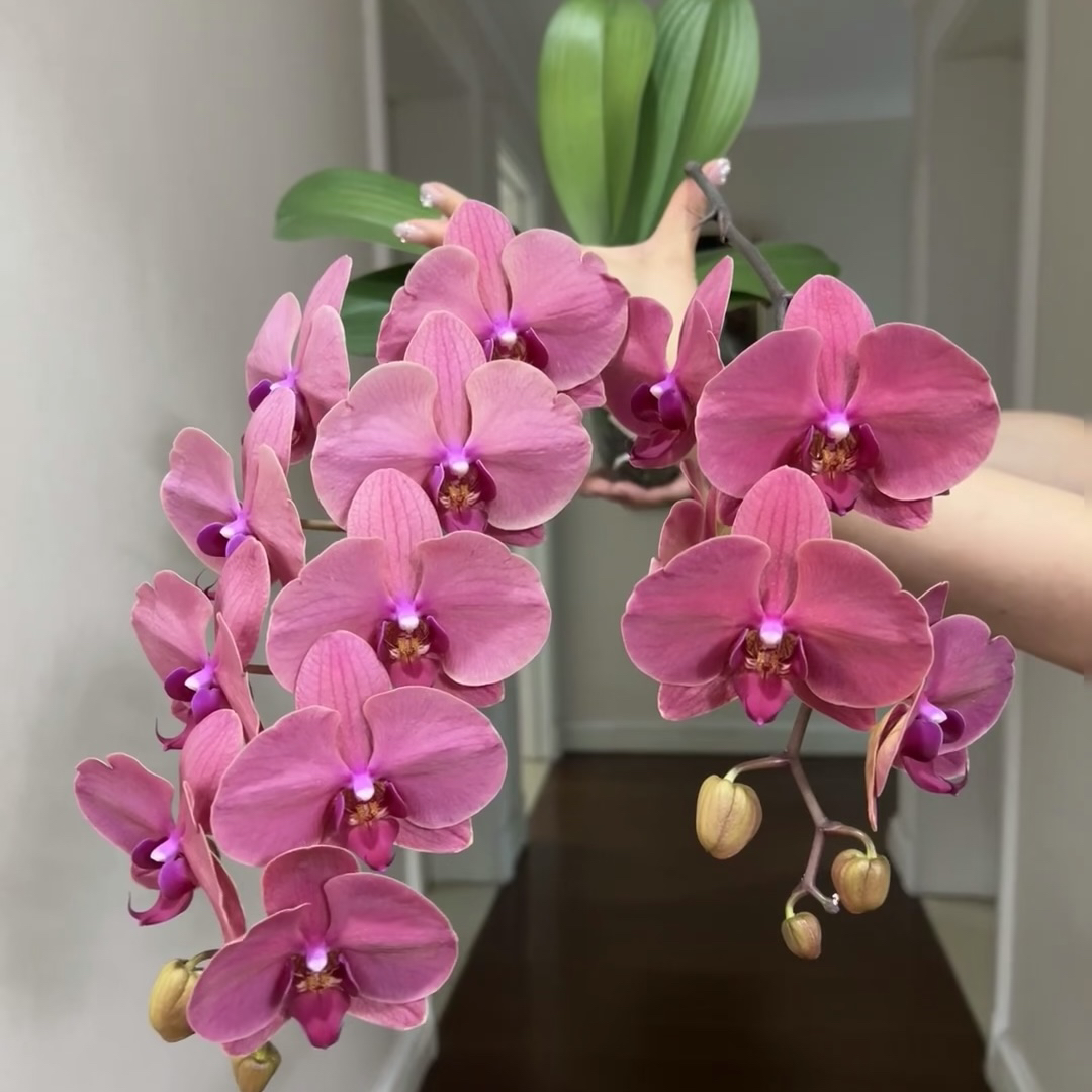 植趣【和鸣沙糖桔】3.0加高杯苗 