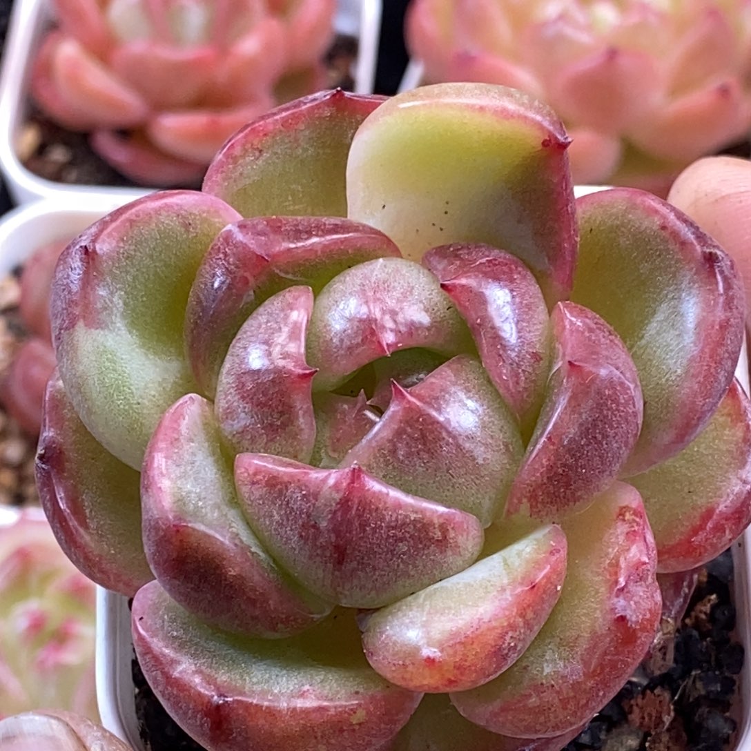 天官赐福百无禁忌