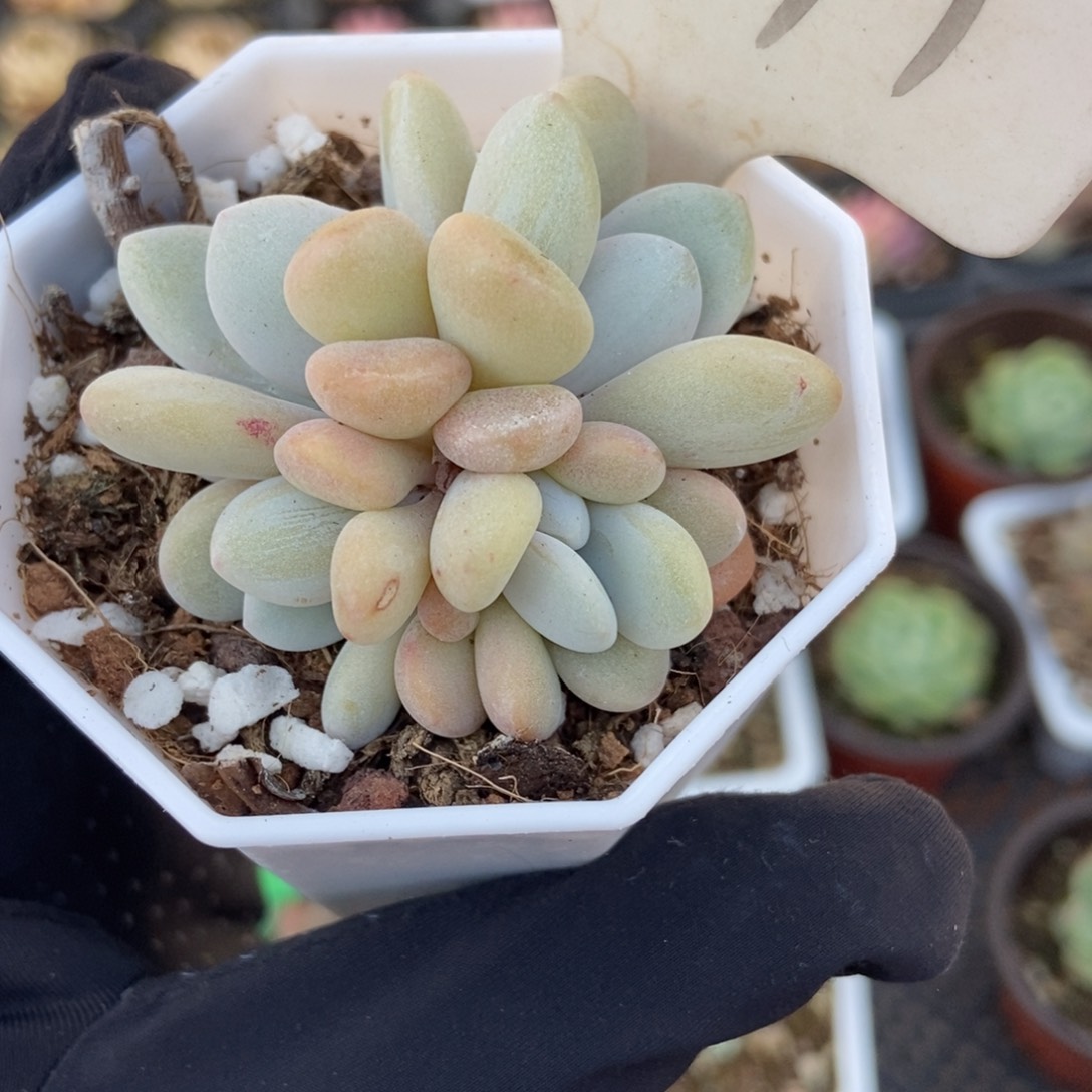 891粉兔多肉植物保护