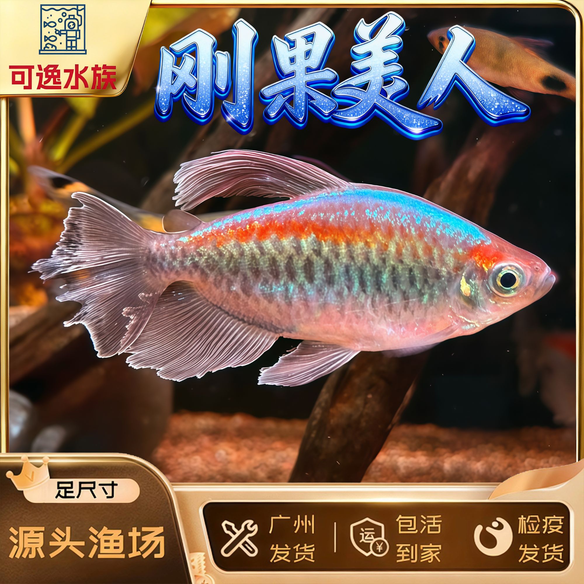 刚果美人鱼小型热带观赏鱼活体淡水草缸群游扯旗鱼石美人蓝美人鱼