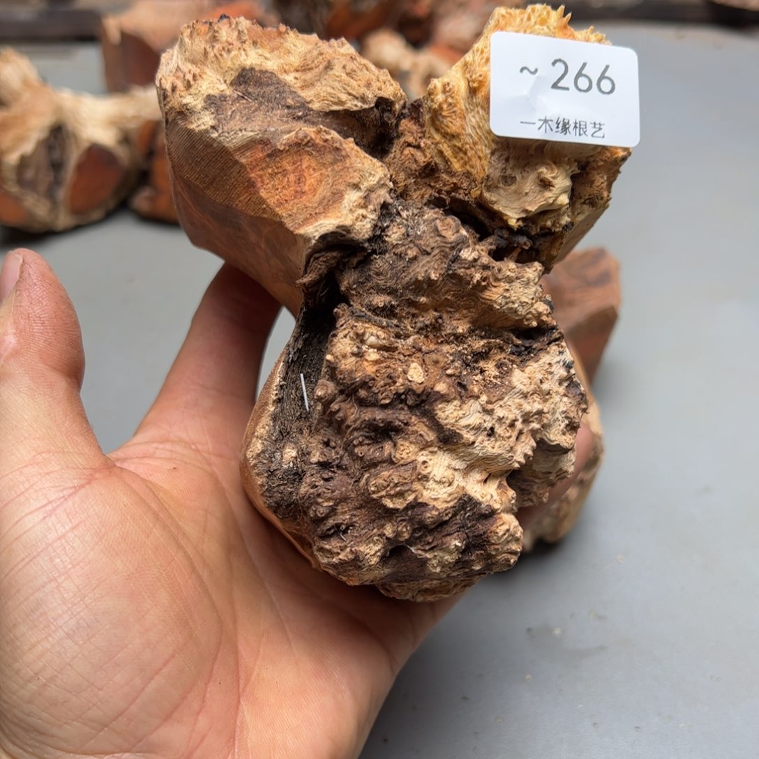 西***a无花朵       266