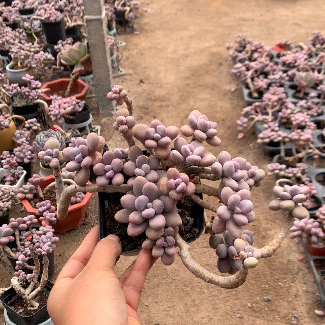 桃蛋老桩不带盆79号