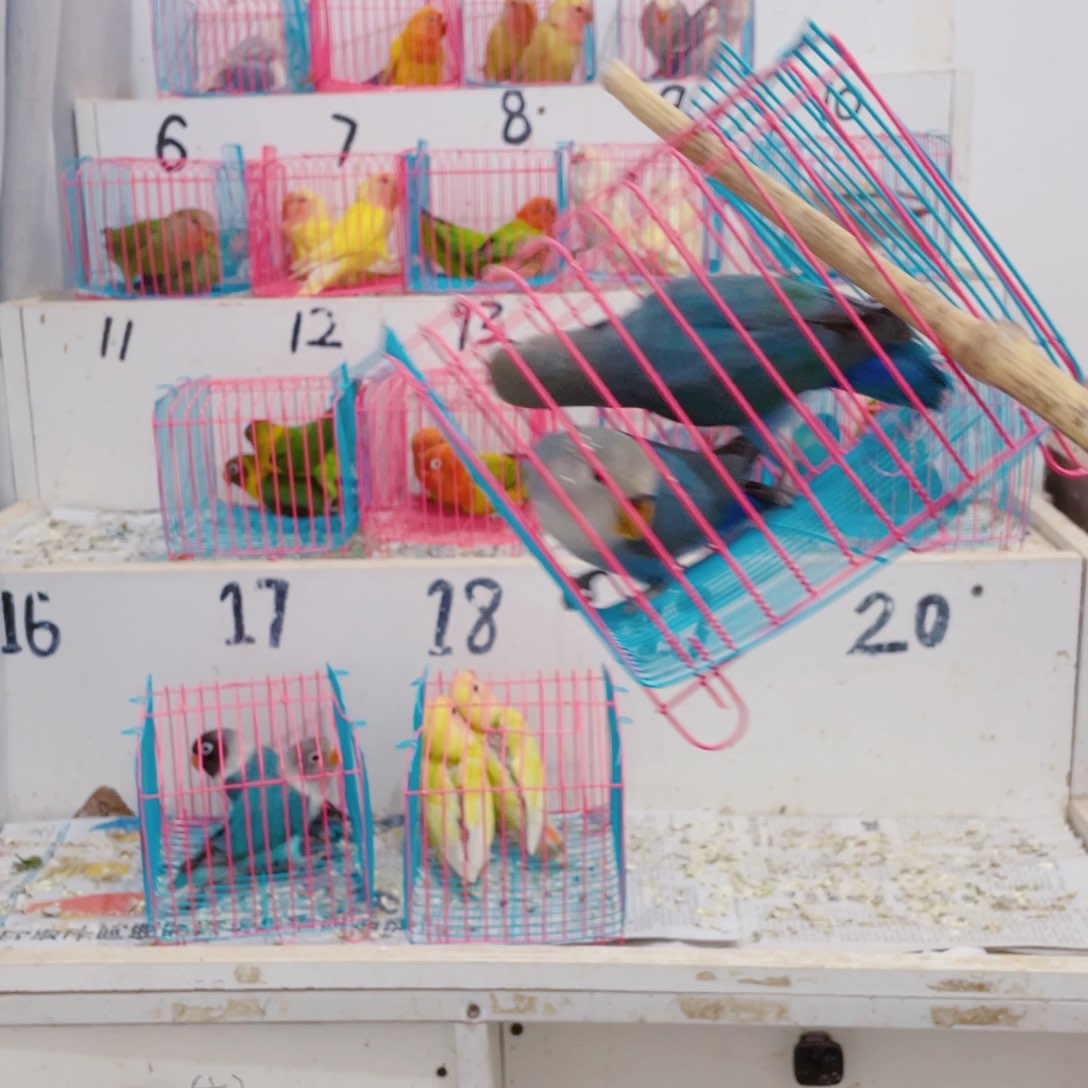 桃脸牡丹鹦鹉不****胜