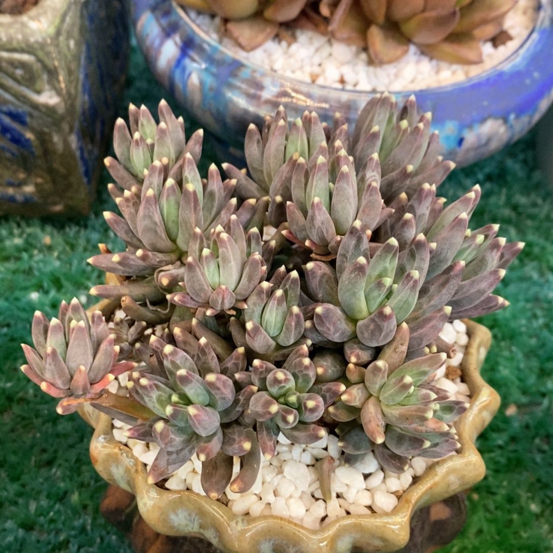 乌拉克拉多肉植物盆栽