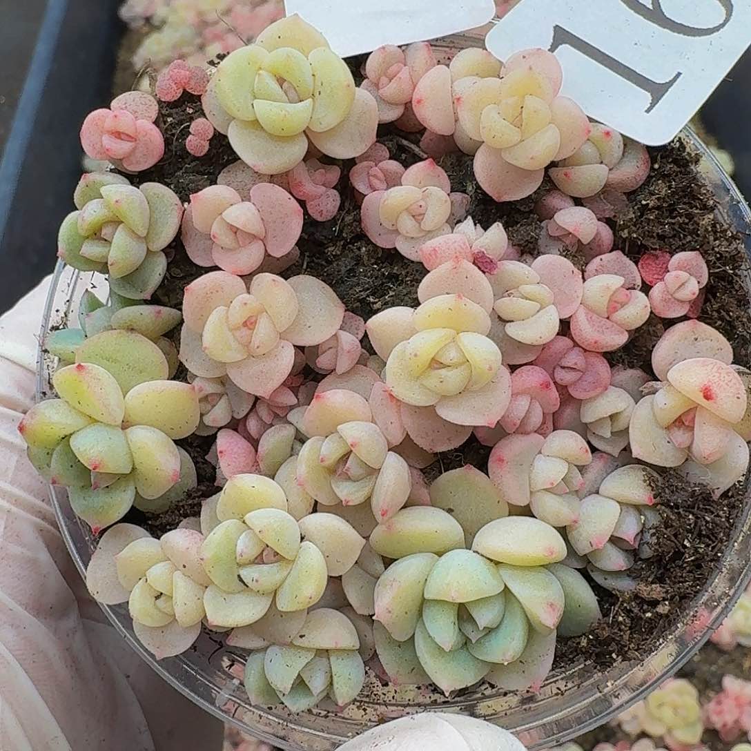 多肉植物多肉植物16量拍