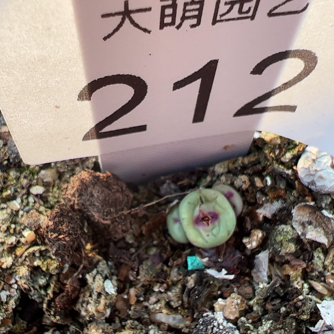 一物一拍z058脱土发。 212