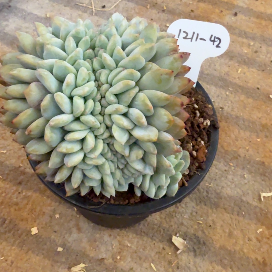 戴***h1211-42星影缀化脱土发货