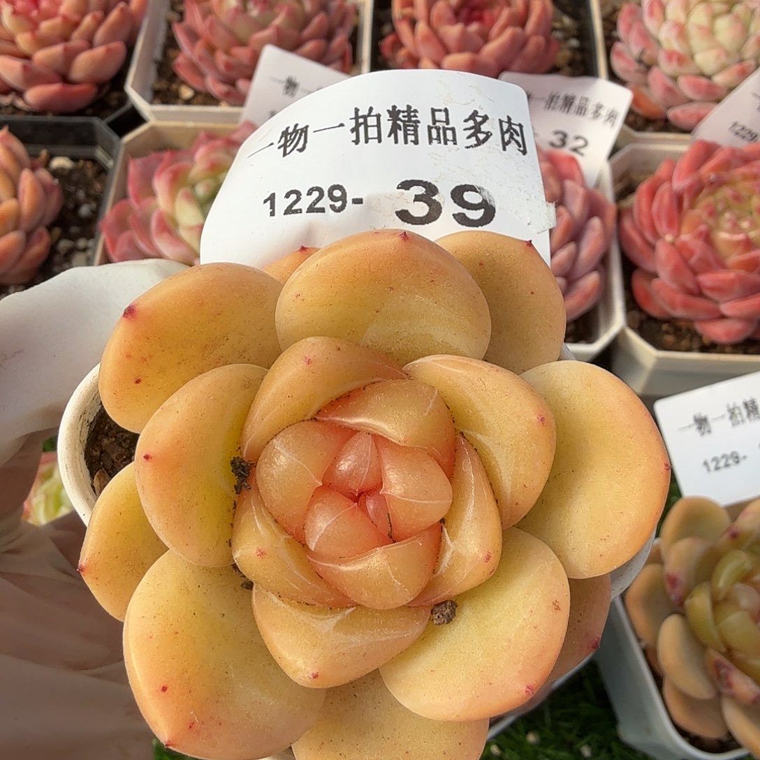1229-39多肉一物一拍