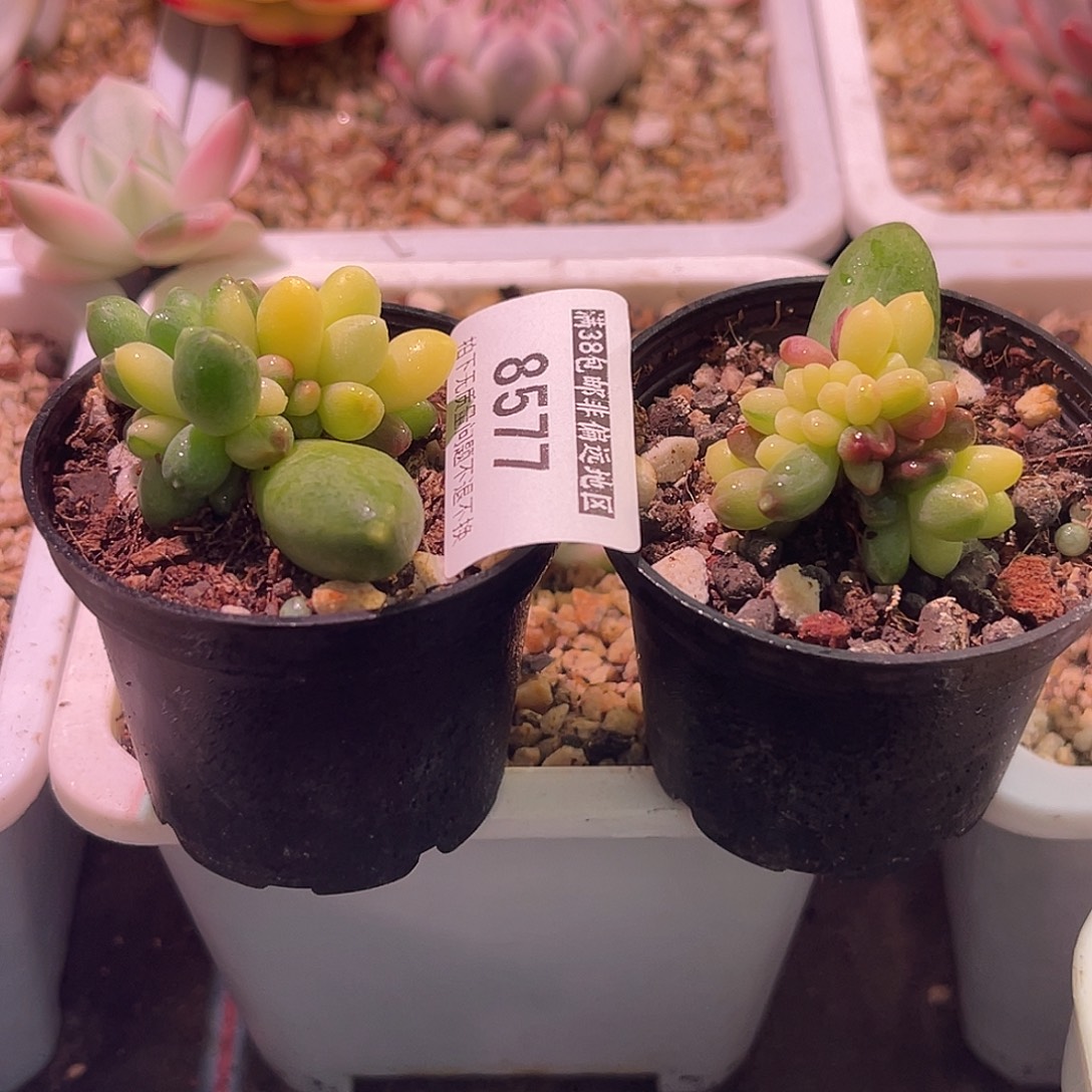 尚品园艺福利锦一组8577