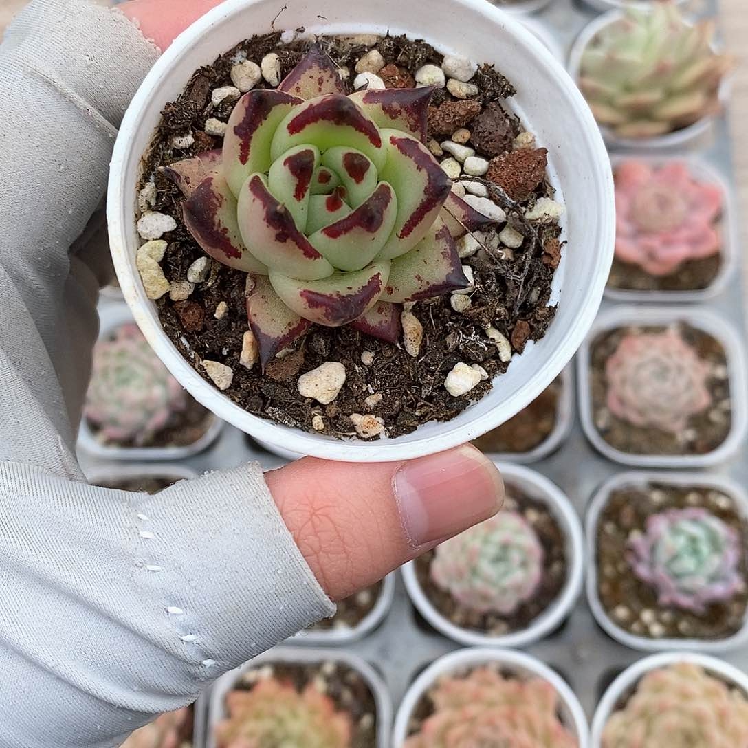 多肉植物9.9包邮5037