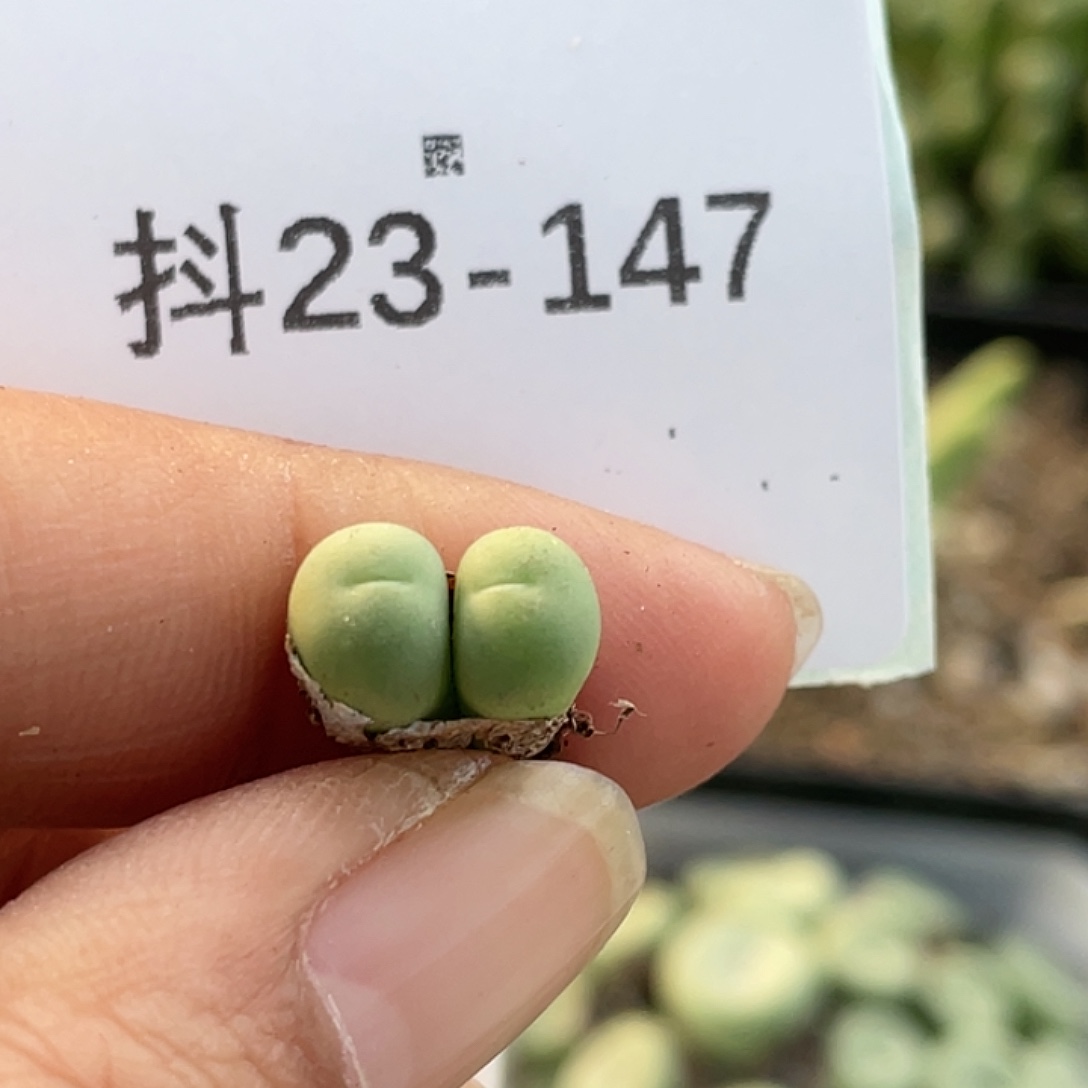 23-147鸽子蛋多肉植物
